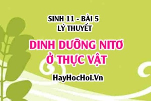 Vai trò sinh lí của nguyên tố nitơ đối với thực vật, quá trình đồng hoá nitơ ở thực vật - Sinh 11 bài 5